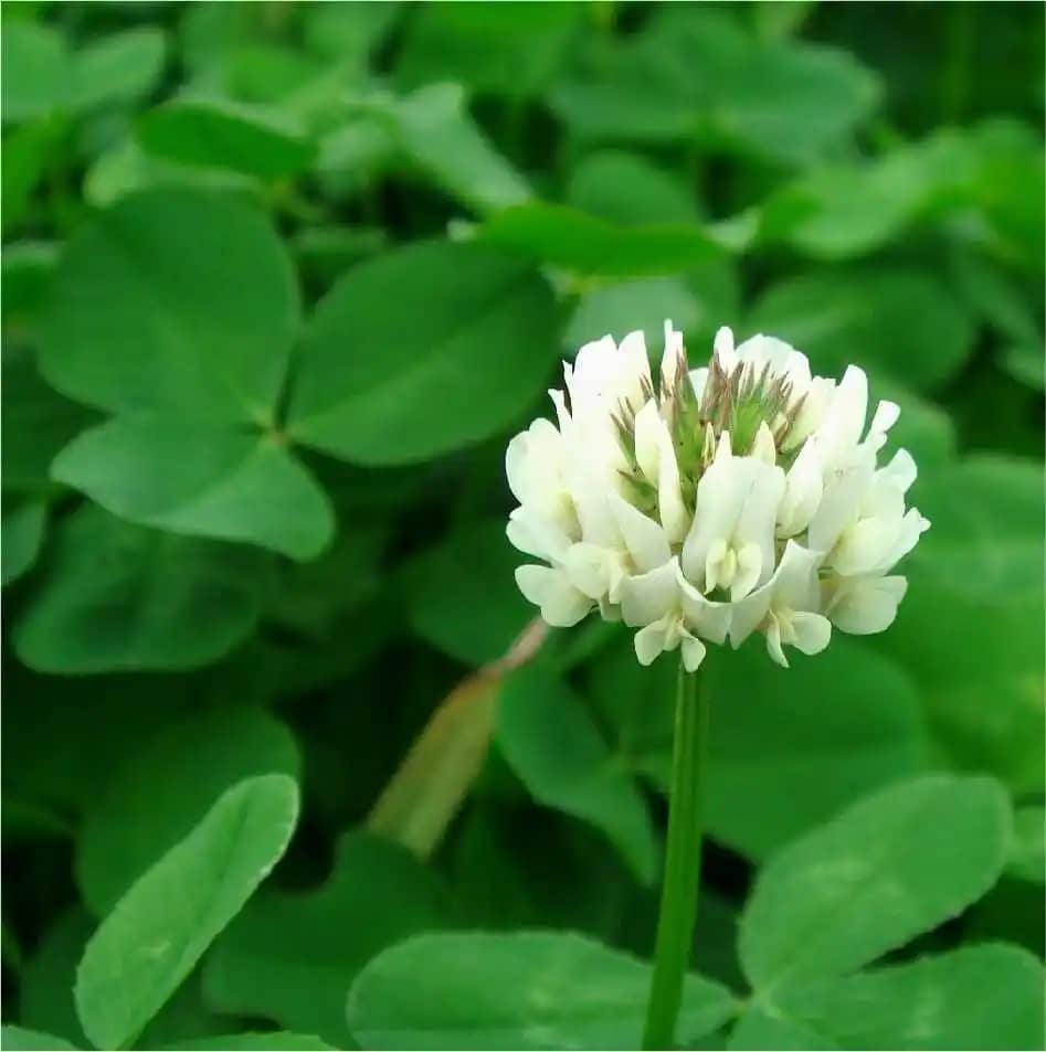 SEMILLA CARRETÓN BLANCO GIGANTE