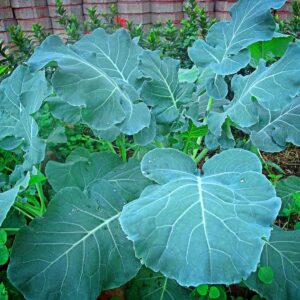 COL TALLOS GEORGIA SOUTHERN