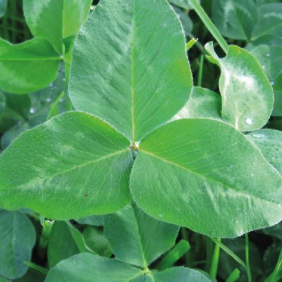 SEMILLA CARRETÓN ROJO GIGANTE