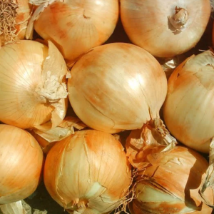 CEBOLLA YELLOW GRANO