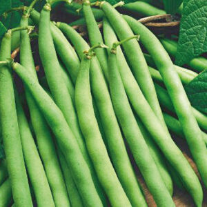 HABICHUELA BLUE LAKE POLE