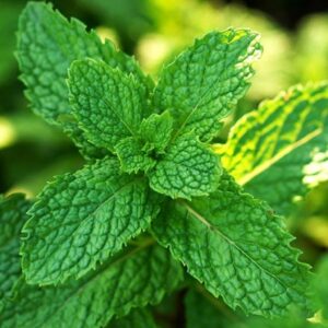 SEMILLAS DE HIERBABUENA