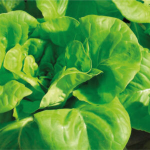 LECHUGA WHITE BOSTON