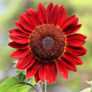 SEMILLAS DE GIRASOL ROJO