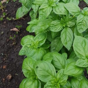 SEMILLAS DE ALBAHACA