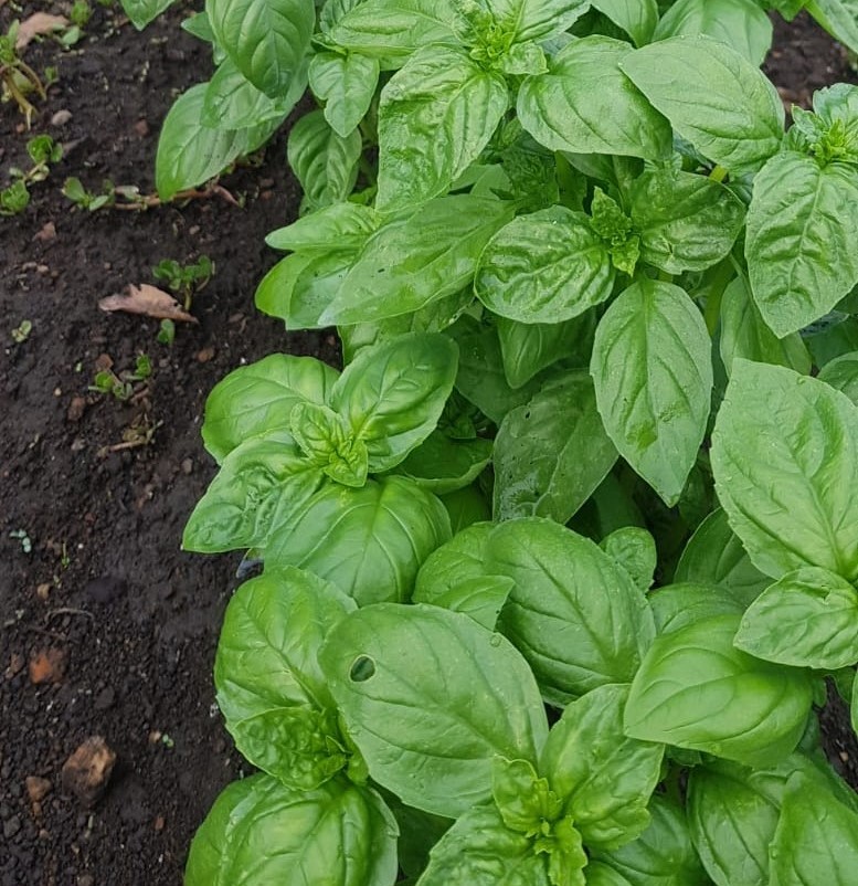 SEMILLAS DE ALBAHACA