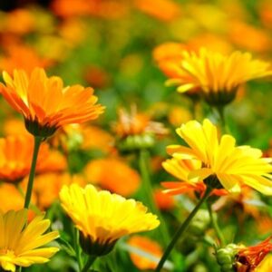 SEMILLAS DE CALÉNDULA