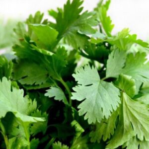 CILANTRO LONG STANDING