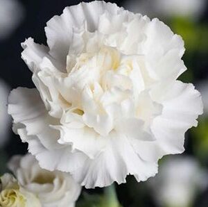 SEMILLAS DE CLAVEL BLANCO