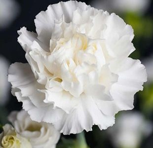 SEMILLAS DE CLAVEL BLANCO