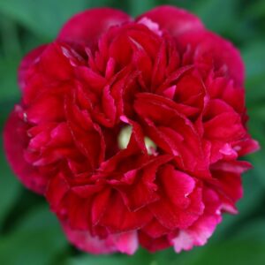 SEMILLAS DE CLAVEL ROJO