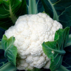 COLIFLOR SNOWBALL E