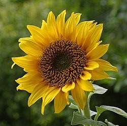 SEMILLAS DE GIRASOL AMARILLO