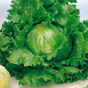 LECHUGA GRANDES LAGOS BATAVIA