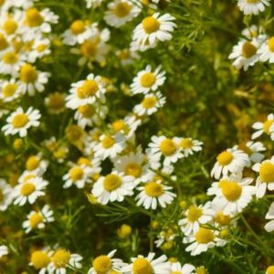 SEMILLAS DE MANZANILLA