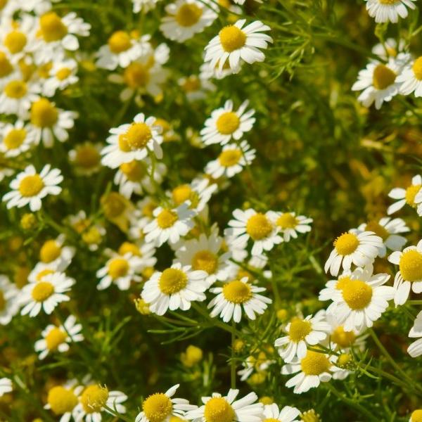 SEMILLAS DE MANZANILLA