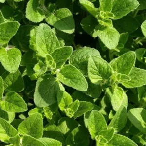 SEMILLAS DE ORÉGANO