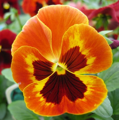 SEMILLAS DE PENSAMIENTO NARANJA