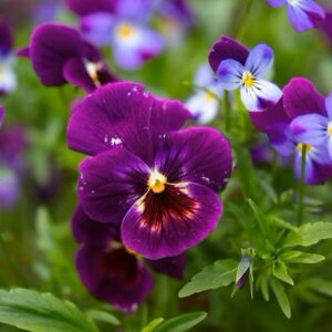 SEMILLA DE PENSAMIENTO VIOLETA