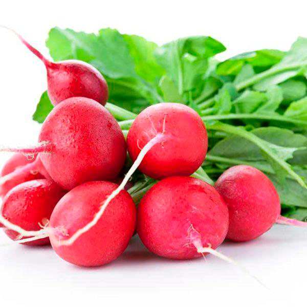 RÁBANO CRIMSON GIANT