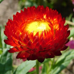 SEMILLA DE SIEMPREVIVA