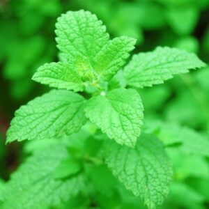 SEMILLAS DE TORONJIL