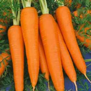 ZANAHORIA CHANTENAY ROYAL