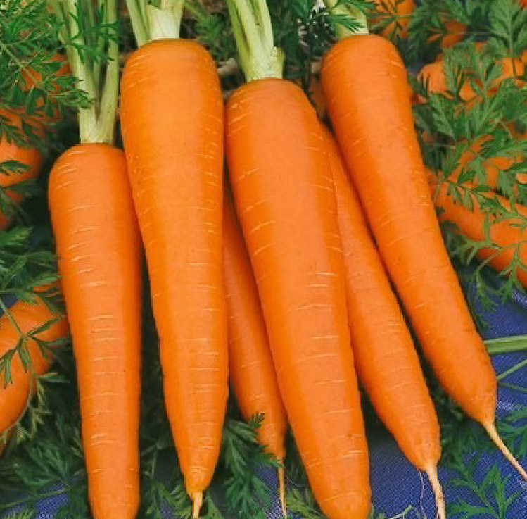 ZANAHORIA CHANTENAY ROYAL